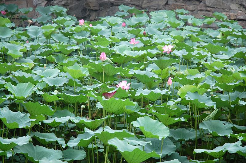 06-Sommerpalast Peking_015.JPG